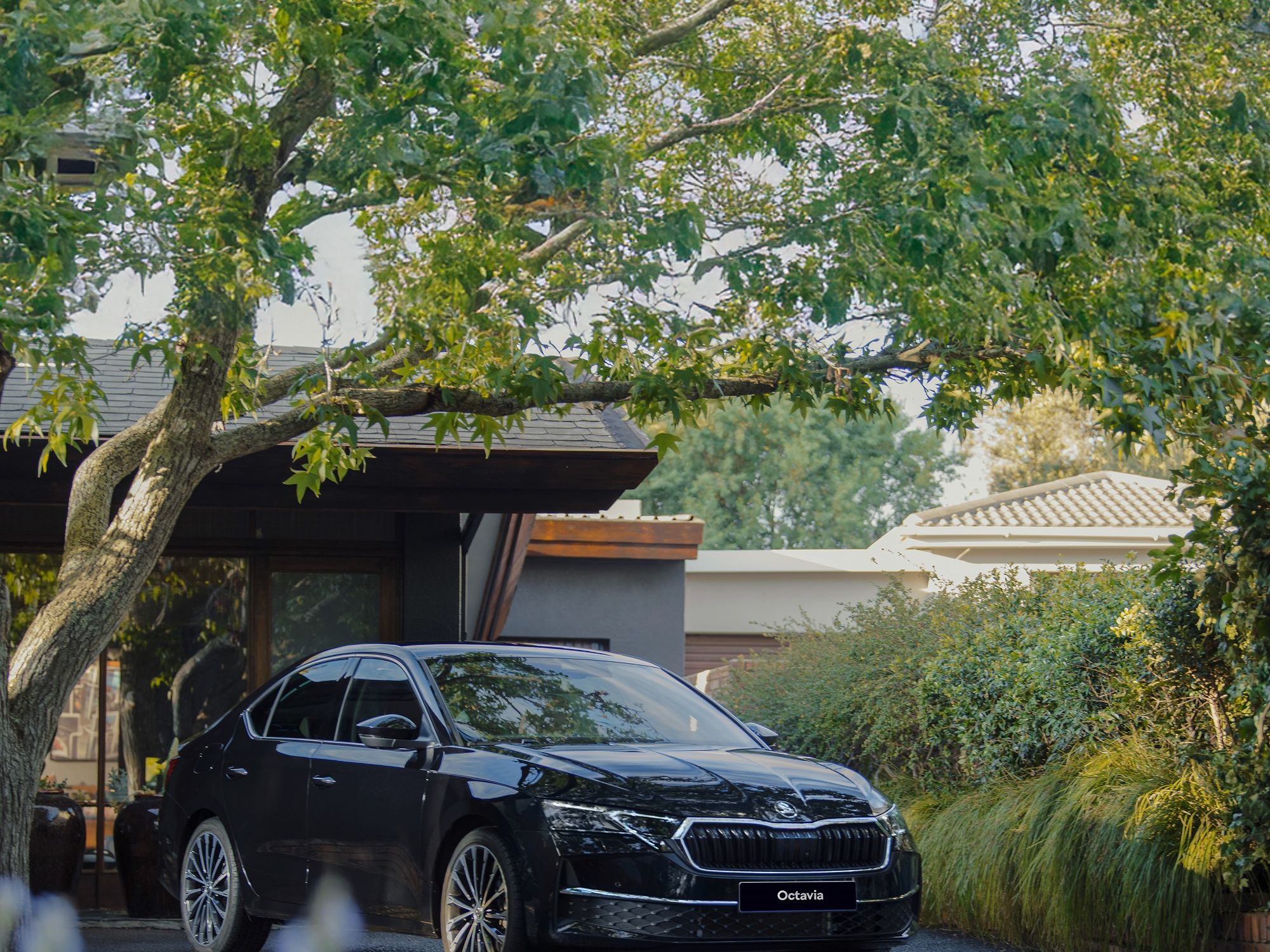 Black Octavia parked under a tree in residential area.